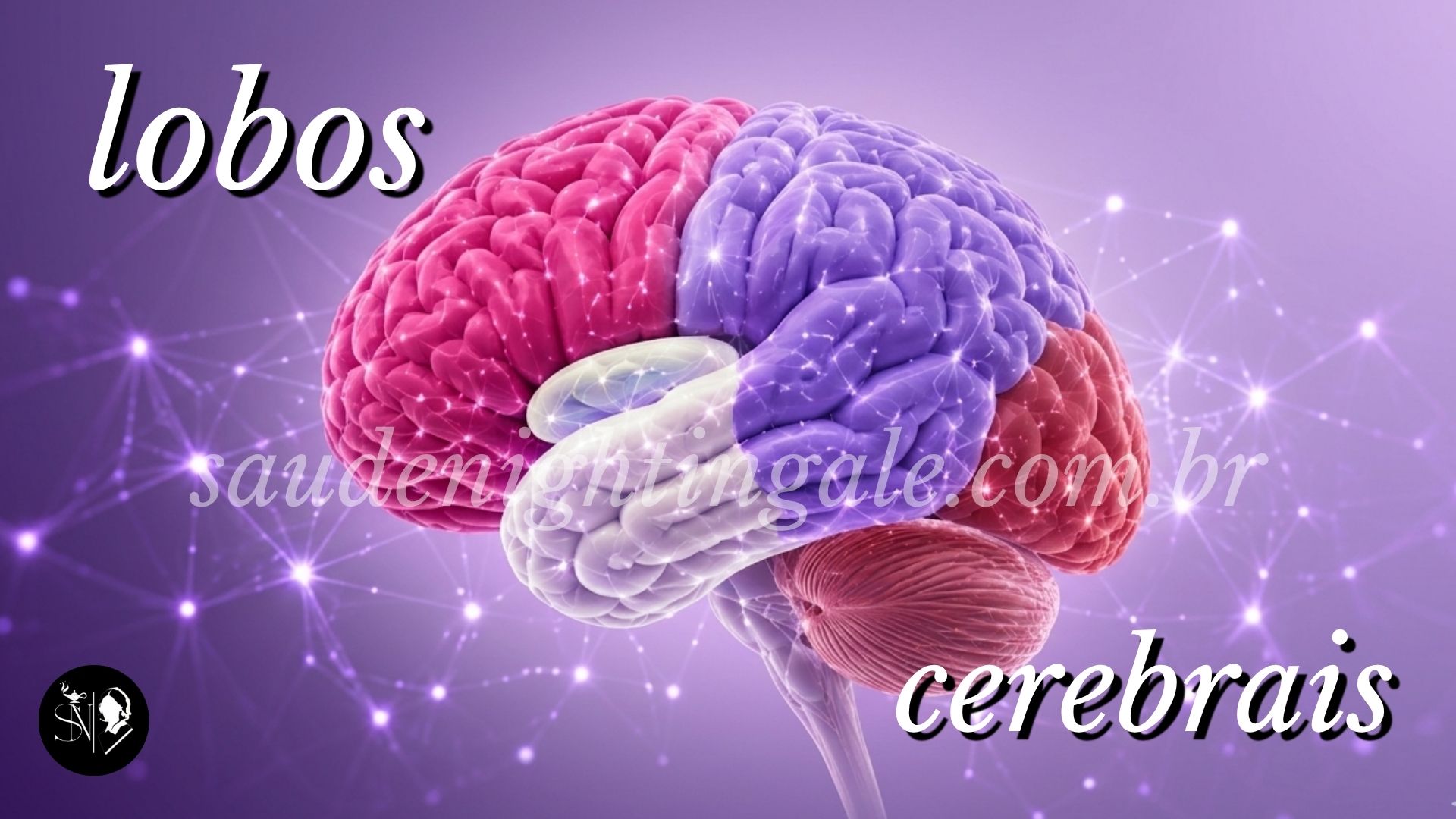 Lobos cerebrais: funções essenciais e como cada região influencia o comportamento humano